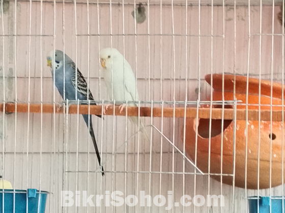 1 জড়া বাজিগার পাখি